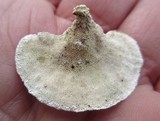 Poronidulus conchifer image