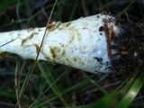 Amanita amerimuscaria image