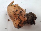 Lactarius rubrilacteus image