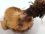 Lactarius rubrilacteus image