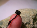Plectania nannfeldtii image