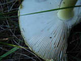 Amanita amerimuscaria image