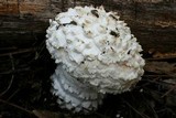 Amanita magniverrucata image