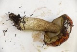 Leccinum manzanitae image