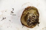 Leccinum manzanitae image