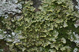 Pseudocyphellaria aurata image