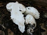 Amanita magniverrucata image