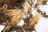 Aphelaria tuberosa image