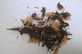 Aphelaria tuberosa image