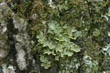 Pseudocyphellaria aurata image