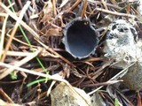 Plectania milleri image