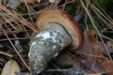 Leccinum manzanitae image