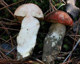 Leccinum manzanitae image