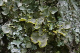 Pseudocyphellaria aurata image