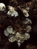 Badhamia utricularis image