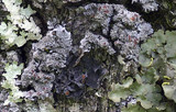 Pseudocyphellaria aurata image