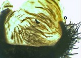 Lasiosphaeris hirsuta image