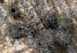 Lasiosphaeris hirsuta image