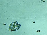Fomitopsis officinalis image