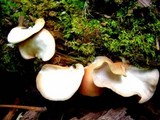 Crepidotus applanatus image