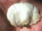 Crepidotus applanatus image