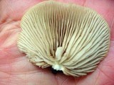 Crepidotus applanatus image