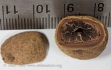 Elaphomyces muricatus image