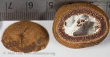 Elaphomyces muricatus image
