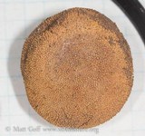 Elaphomyces muricatus image