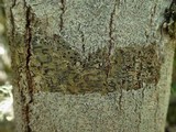 Phaeographis lyellii image