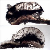 Phaeographis lyellii image