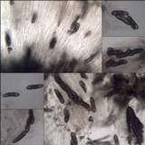 Phaeographis lyellii image