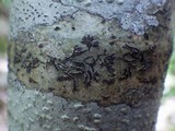 Phaeographis lyellii image