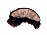 Phaeographis lyellii image