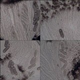 Phaeographis lyellii image