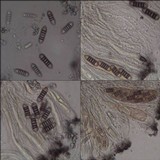 Phaeographis lyellii image