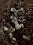 Badhamia apiculospora image