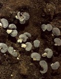 Physarum compressum image
