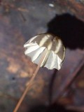 Marasmius griseoradiatus image