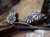 Marasmius griseoradiatus image