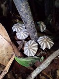 Marasmius griseoradiatus image