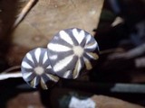 Marasmius griseoradiatus image