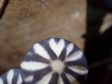 Marasmius griseoradiatus image