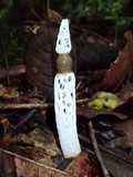 Staheliomyces cinctus image