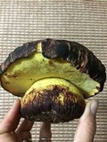 Butyriboletus loyo image