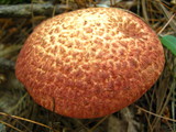 Suillus spraguei image