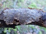 Stereum sanguinolentum image