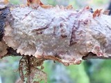 Stereum sanguinolentum image