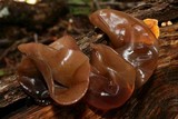 Phaeotremella frondosa image