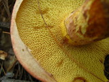 Suillus spraguei image